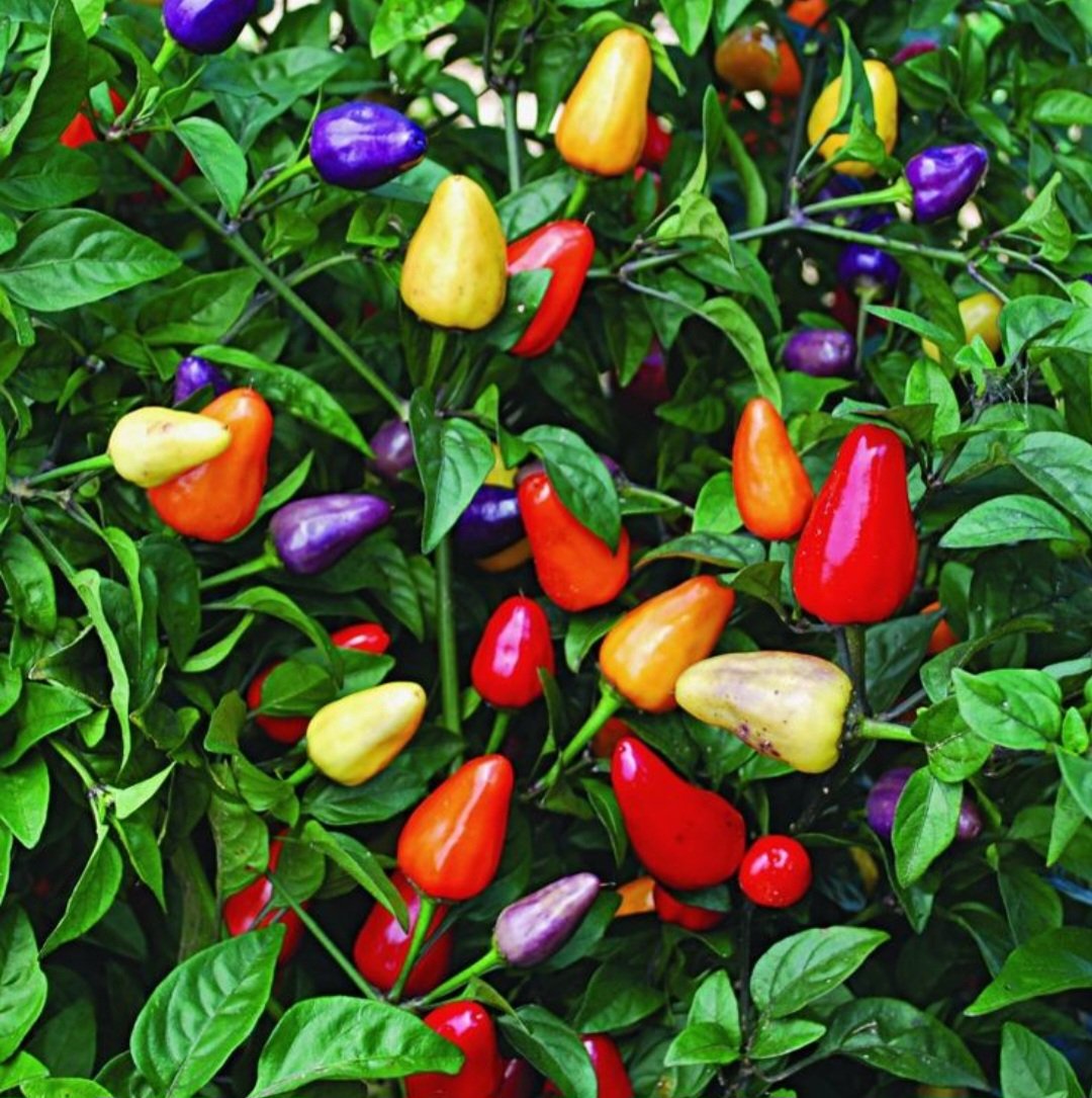 রঙিন মরিচ গাছ